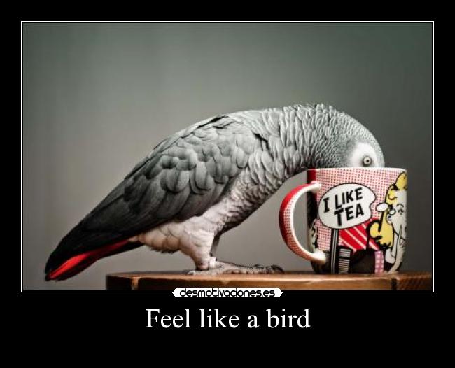 Feel like a bird -