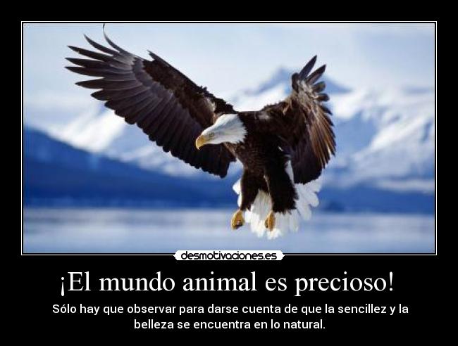 ¡El mundo animal es precioso!  - 