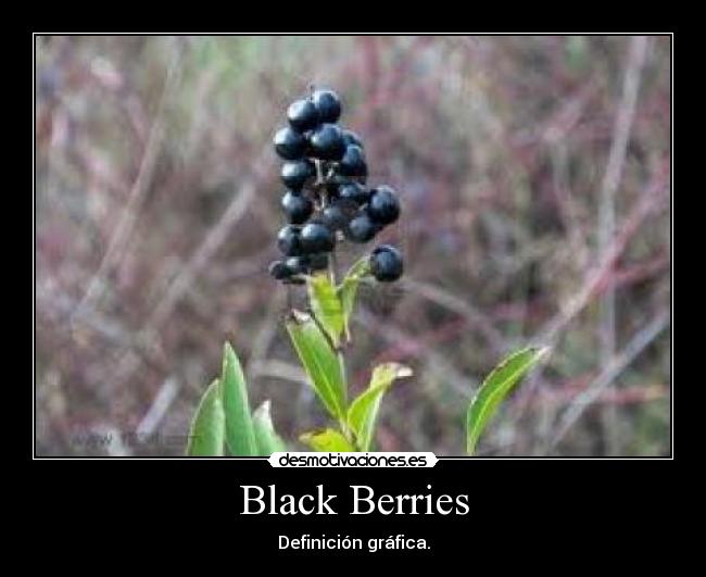 Black Berries - 