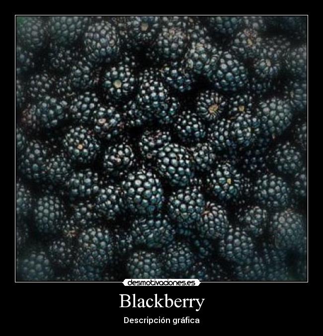 Blackberry - Descripción gráfica