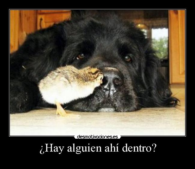 ¿Hay alguien ahí dentro? -
