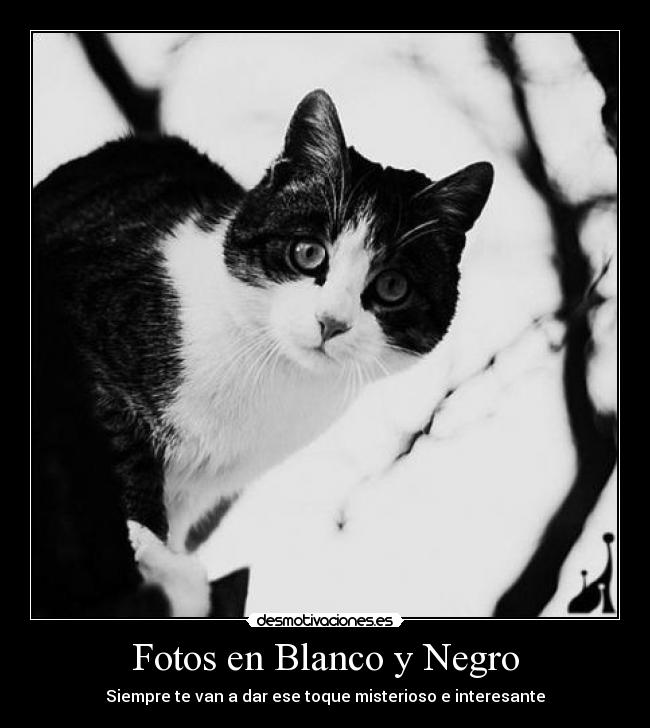 Fotos en Blanco y Negro -