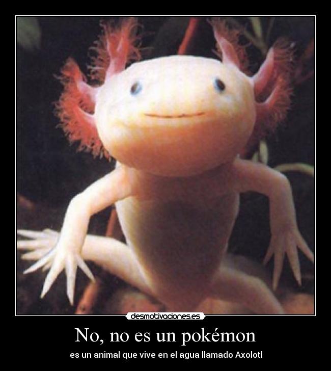 No, no es un pokémon - es un animal que vive en el agua llamado Axolotl