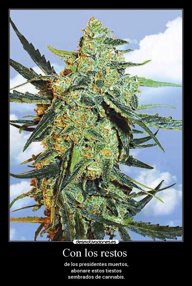Con los restos - de los presidentes muertos,
abonare estos tiestos
sembrados de cannabis.