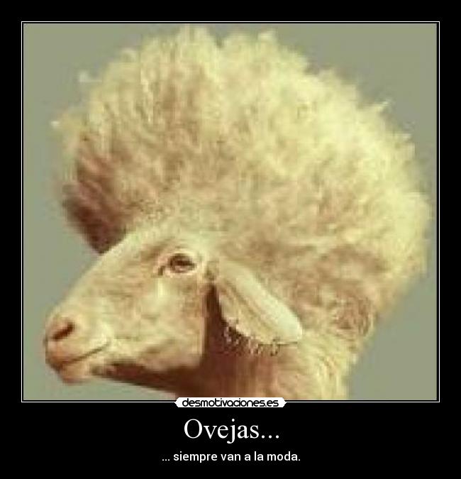 Ovejas... - 