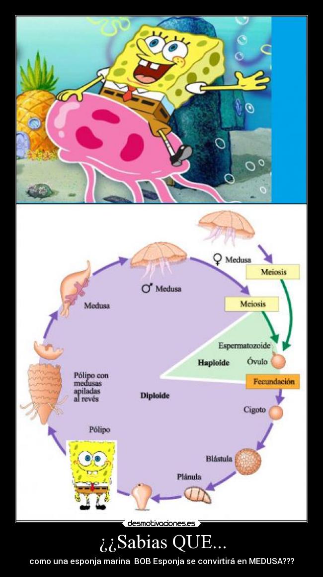 ¿¿Sabias QUE... - como una esponja marina BOB Esponja se convirtirá en MEDUSA???