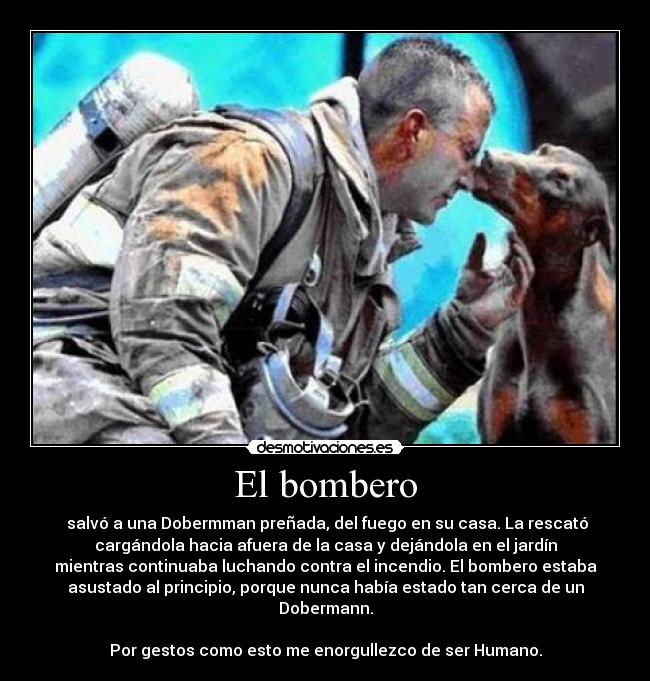 El bombero -  salvó a una Dobermman preñada, del fuego en su casa. La rescató
cargándola hacia afuera de la casa y dejándola en el jardín
mientras continuaba luchando contra el incendio. El bombero estaba
asustado al principio, porque nunca había estado tan cerca de un
Dobermann.

Por gestos como esto me enorgullezco de ser Humano.