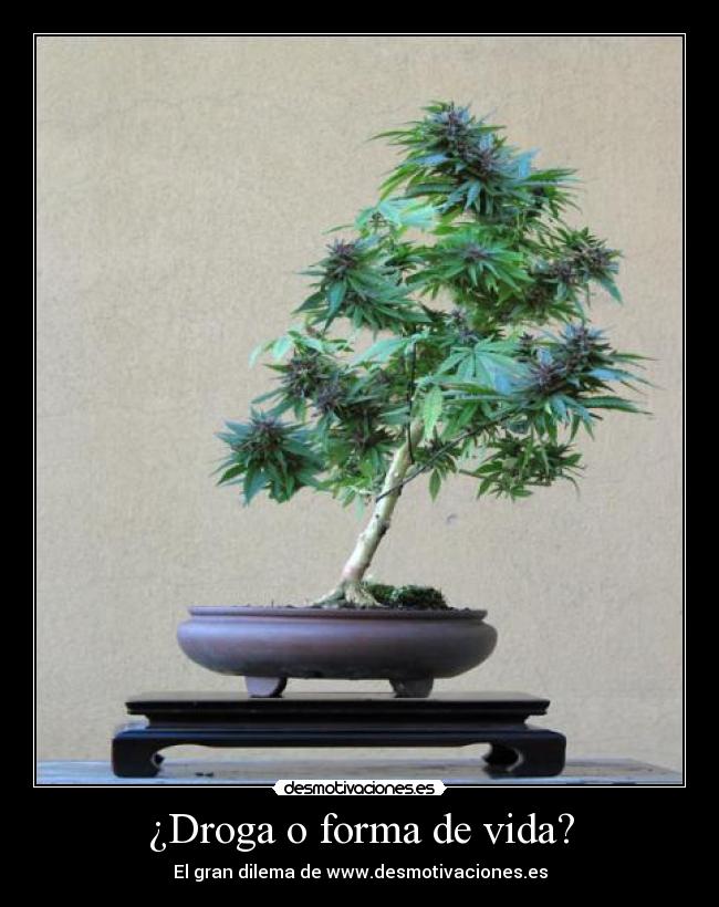 carteles vida marihuana cannabis desmotivaciones dilema gran desmotivaciones