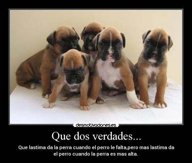 Que dos verdades... - Que lastima da la perra cuando el perro le falta,pero mas lastima da
el perro cuando la perra es mas alta.