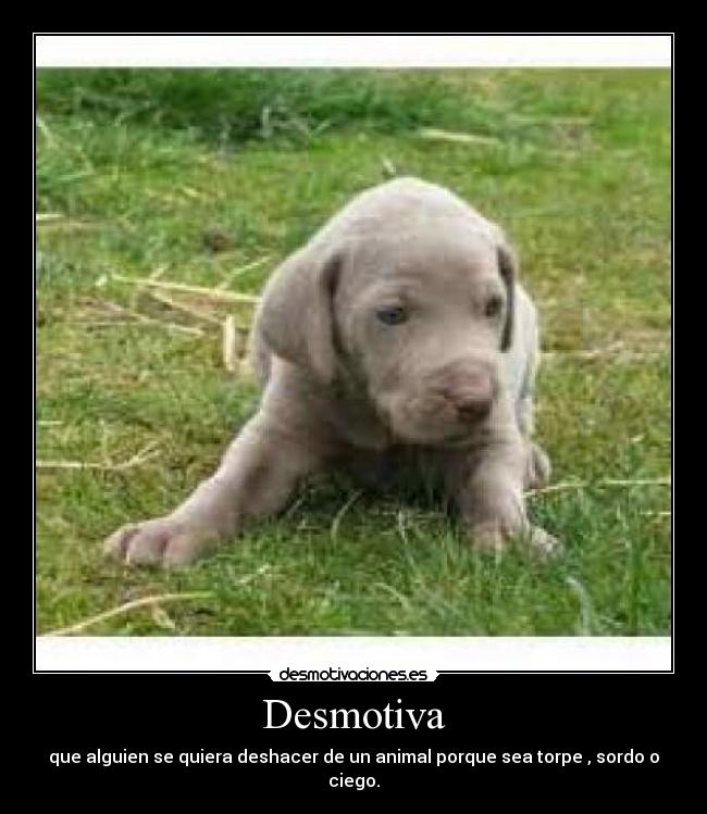 Desmotiva - que alguien se quiera deshacer de un animal porque sea torpe , sordo o ciego.