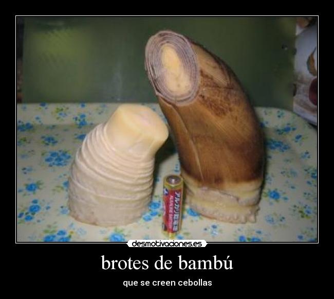 brotes de bambú - que se creen cebollas