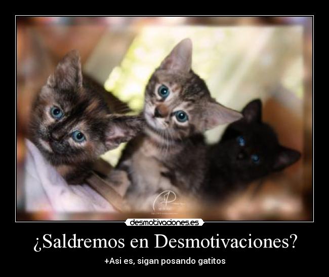 ¿Saldremos en Desmotivaciones? - +Asi es, sigan posando gatitos