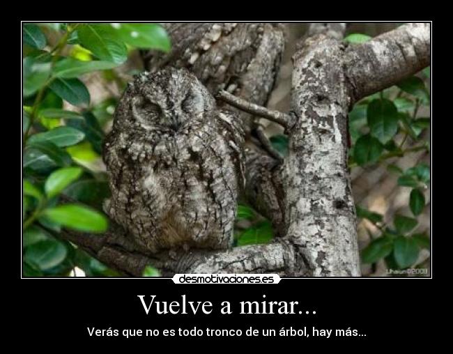 Vuelve a mirar... - Verás que no es todo tronco de un árbol, hay más...