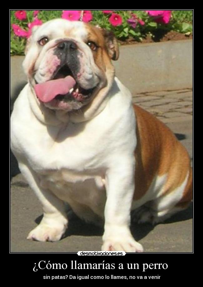 ¿Cómo llamarías a un perro  - 
