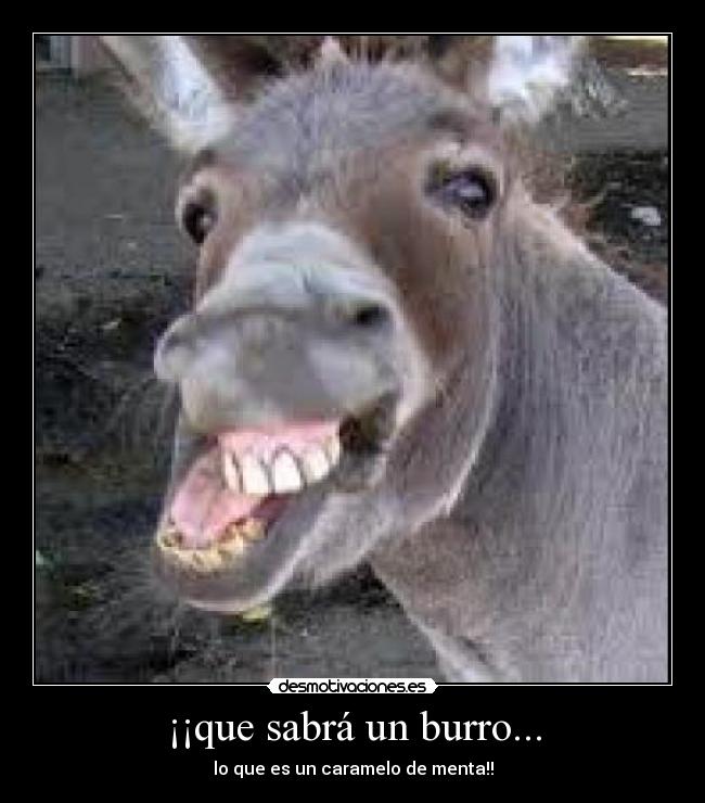 ¡¡que sabrá un burro... - lo que es un caramelo de menta!!