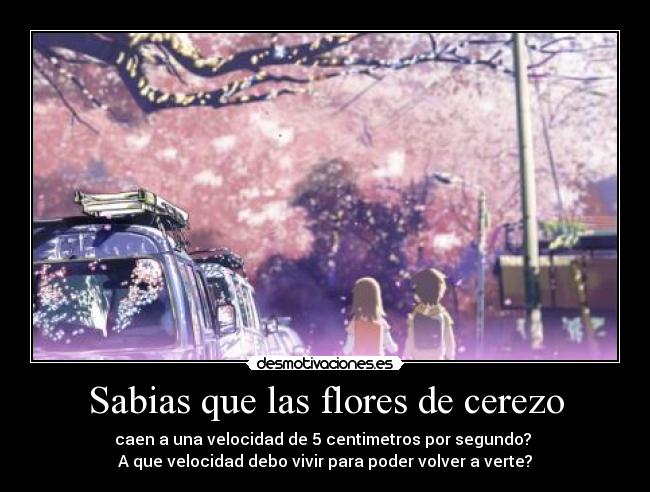 Sabias que las flores de cerezo - caen a una velocidad de 5 centimetros por segundo?
A que velocidad debo vivir para poder volver a verte?