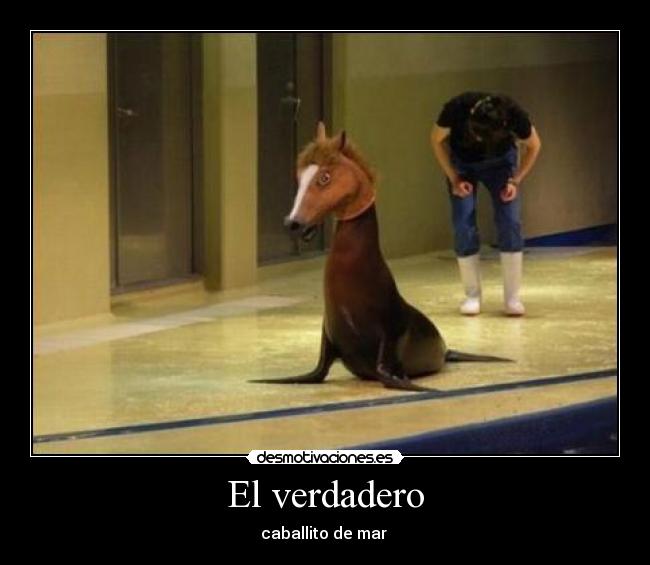 El verdadero - caballito de mar