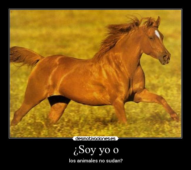 ¿Soy yo o -