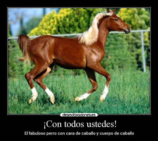 ¡Con todos ustedes! - El fabuloso perro con cara de caballo y cuerpo de caballo