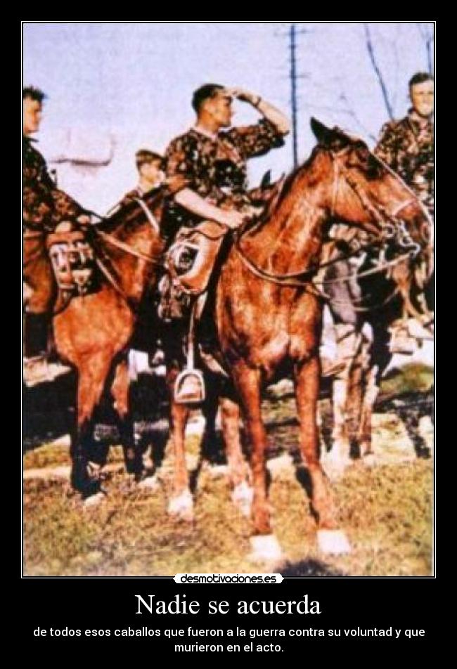 Nadie se acuerda - de todos esos caballos que fueron a la guerra contra su voluntad y que
murieron en el acto.