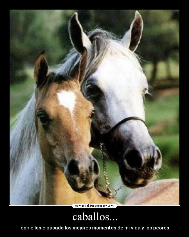 carteles caballos desmotivaciones