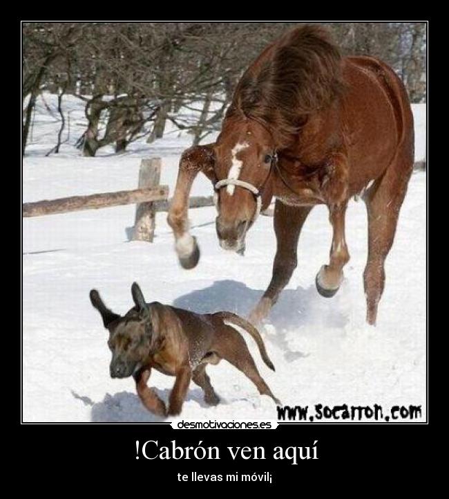 !Cabrón ven aquí -