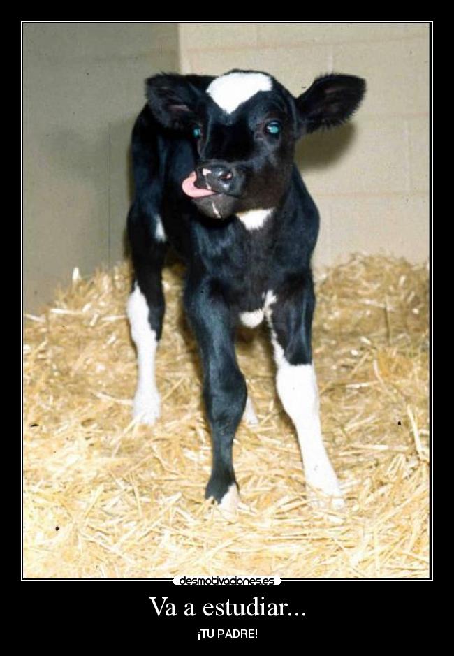 Va a estudiar... -