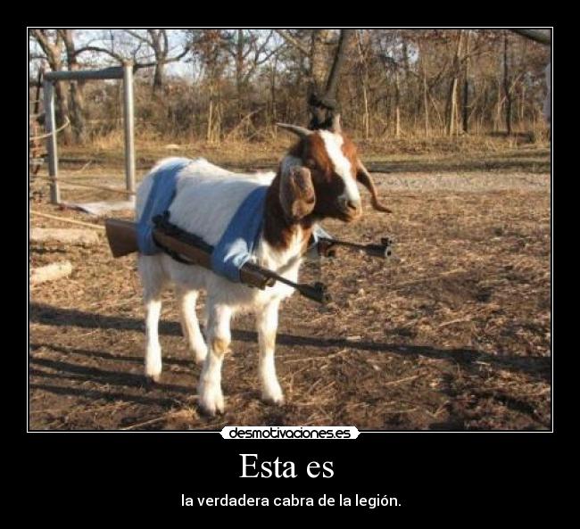 Esta es - la verdadera cabra de la legión.