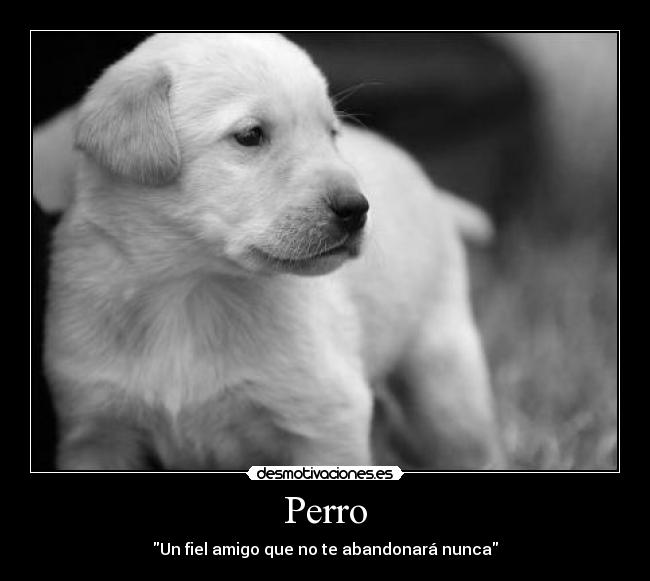 Perro - Un fiel amigo que no te abandonará nunca