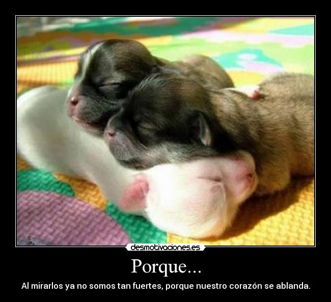 carteles disfruten los perros desmotivaciones