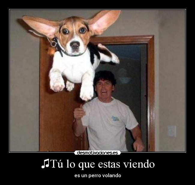 ♫Tú lo que estas viendo - es un perro volando♫