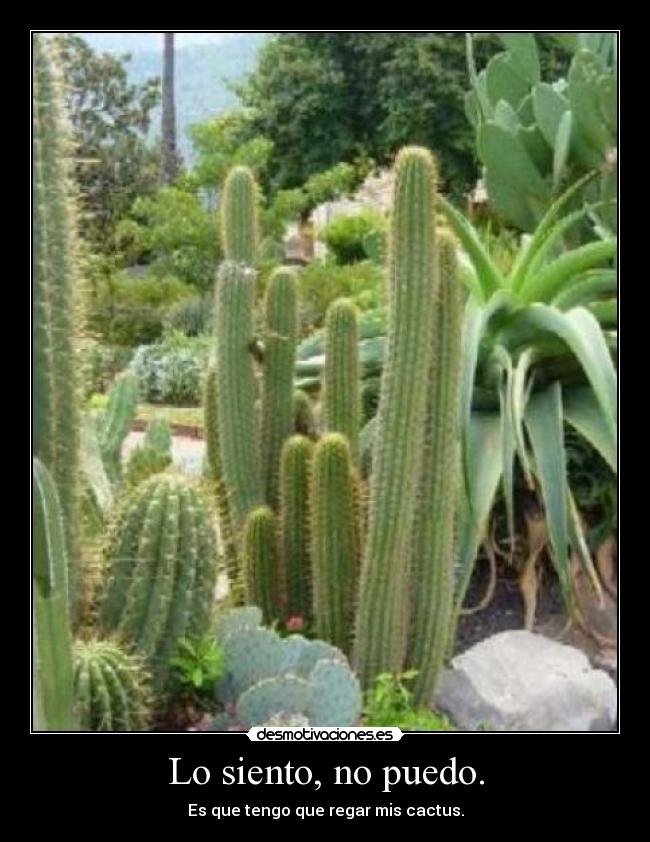 Lo siento, no puedo. - Es que tengo que regar mis cactus.