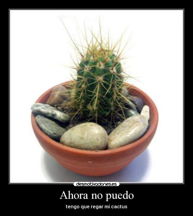 Ahora no puedo - tengo que regar mi cactus
