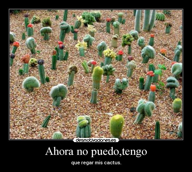 Ahora no puedo,tengo - que regar mis cactus.