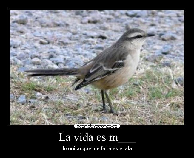 La vida es m___ - lo unico que me falta es el ala
