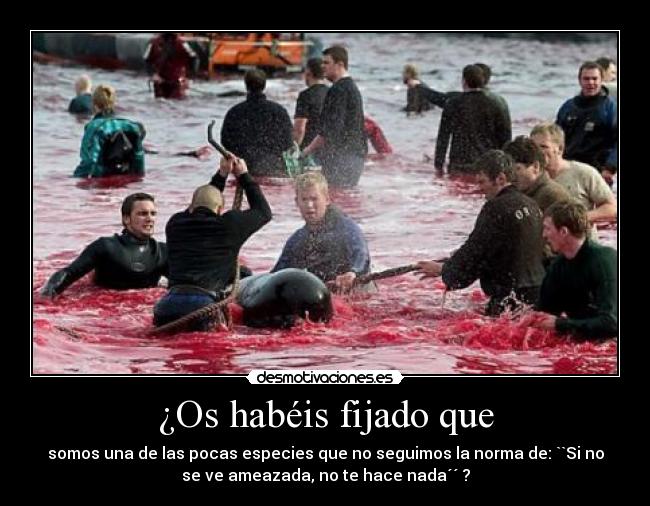 ¿Os habéis fijado que - 