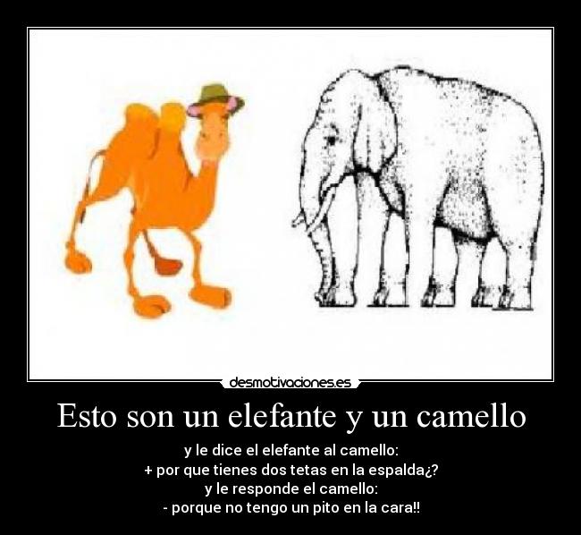 Esto son un elefante y un camello -