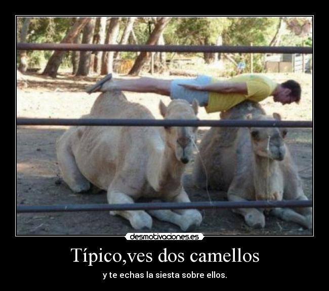 Típico,ves dos camellos - y te echas la siesta sobre ellos.
