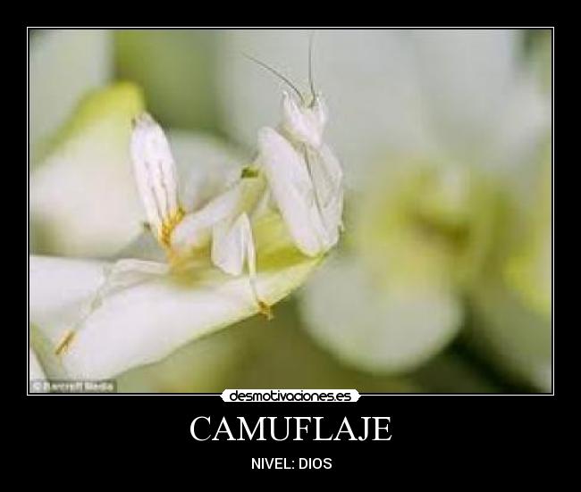 CAMUFLAJE - NIVEL: DIOS