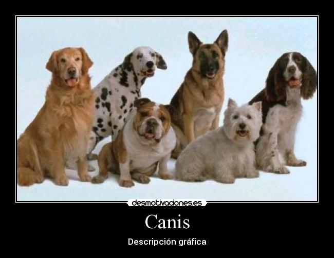 Canis - Descripción gráfica