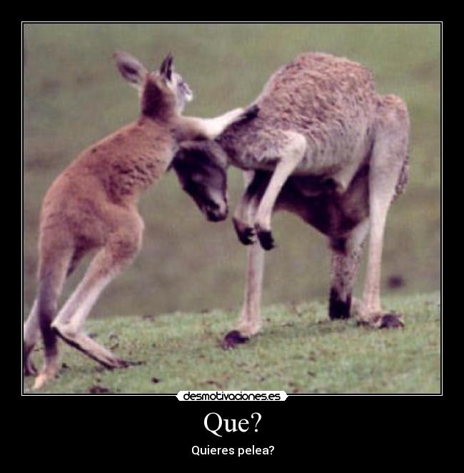 Que? - Quieres pelea?