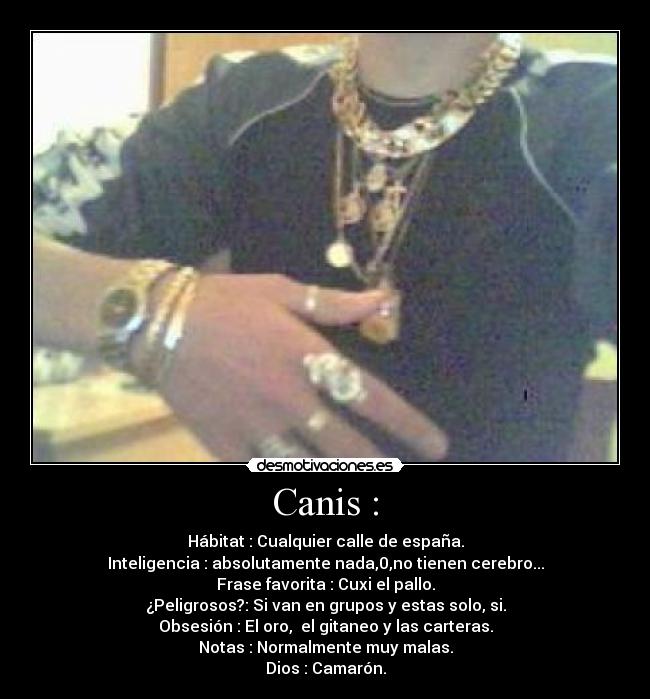 Canis : - Hábitat : Cualquier calle de españa.
Inteligencia : absolutamente nada,0,no tienen cerebro...
Frase favorita : Cuxi el pallo.
¿Peligrosos?: Si van en grupos y estas solo, si.
Obsesión : El oro, el gitaneo y las carteras.
Notas : Normalmente muy malas.
Dios : Camarón.