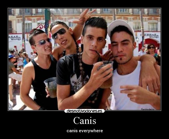 Canis -