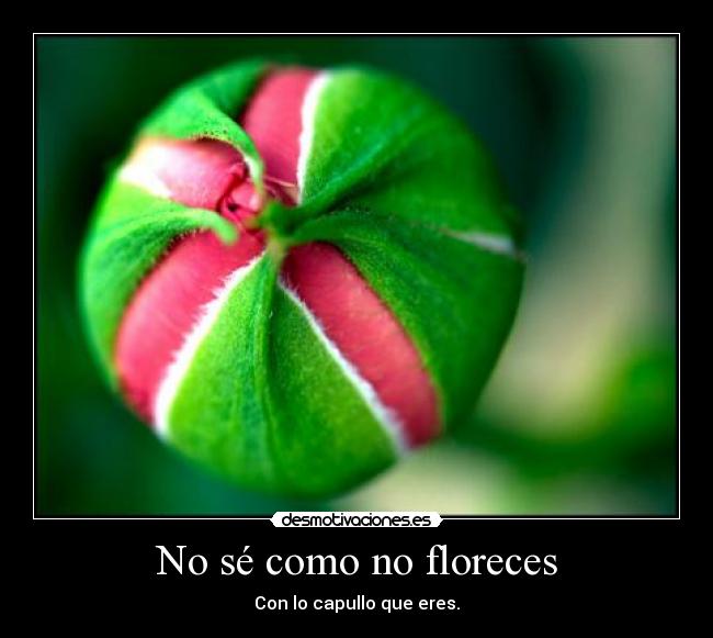No sé como no floreces - 