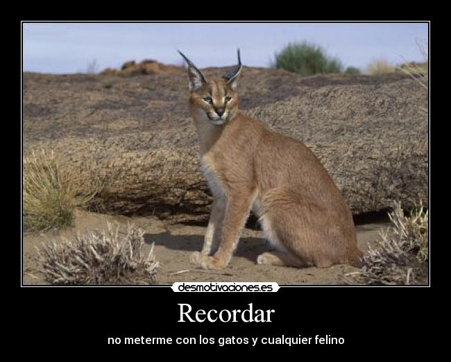 Recordar - no meterme con los gatos y cualquier felino