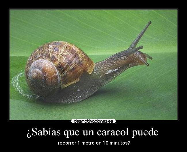 ¿Sabías que un caracol puede  - 