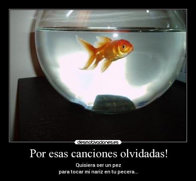 Por esas canciones olvidadas! - Quisiera ser un pez
para tocar mi nariz en tu pecera...