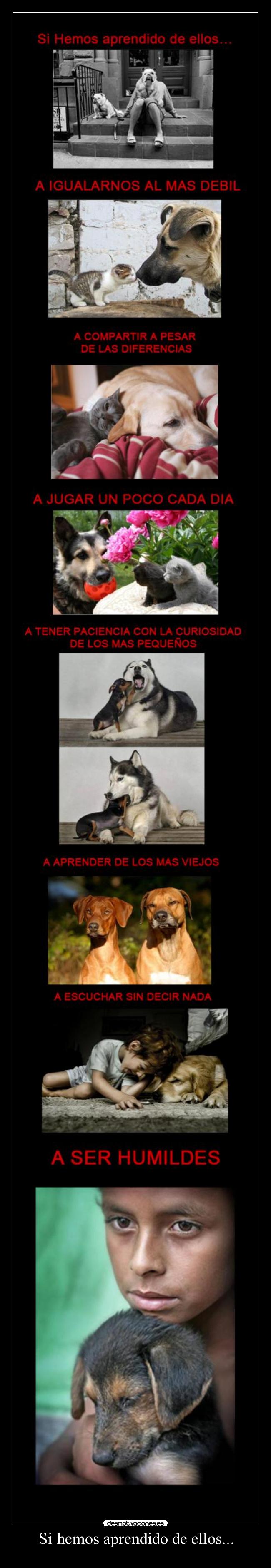 Si hemos aprendido de ellos... - 