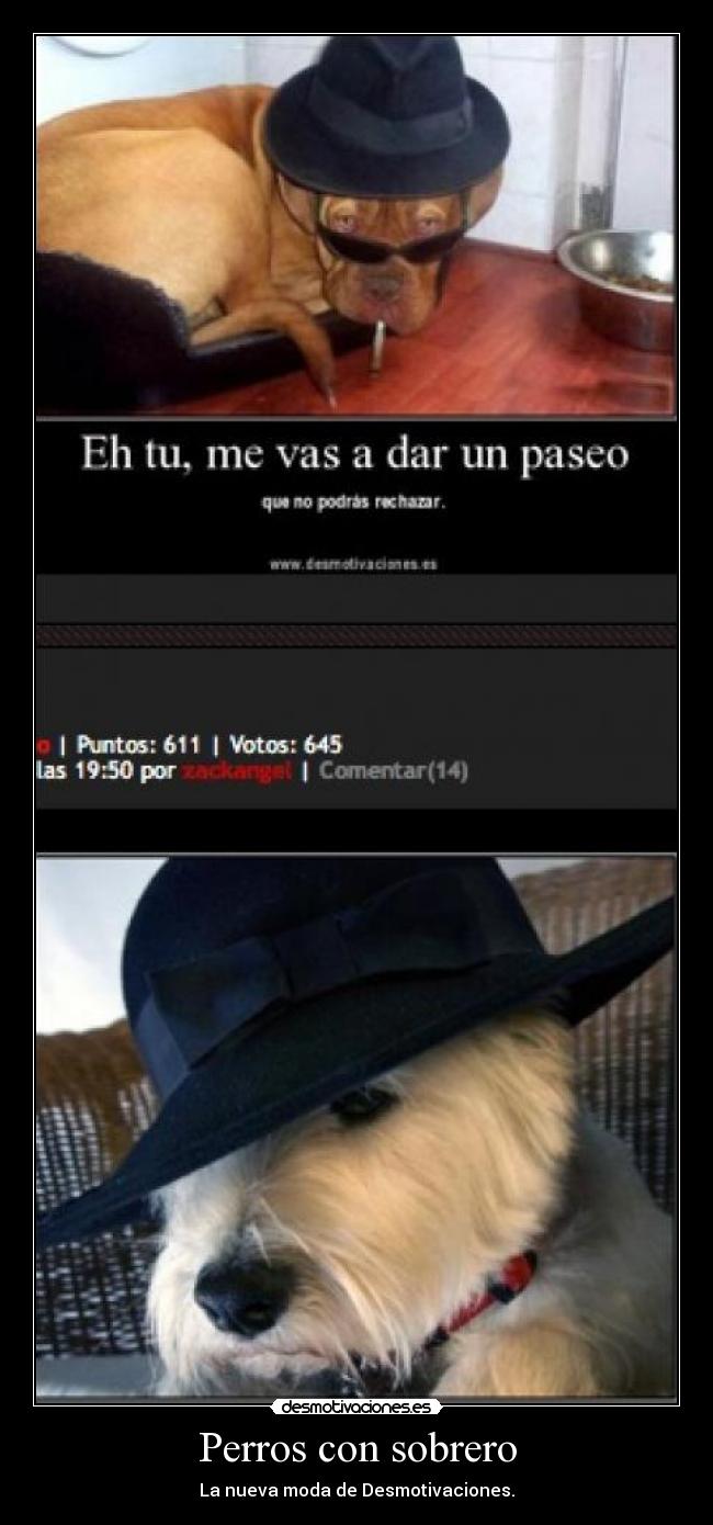 Perros con sobrero - La nueva moda de Desmotivaciones.