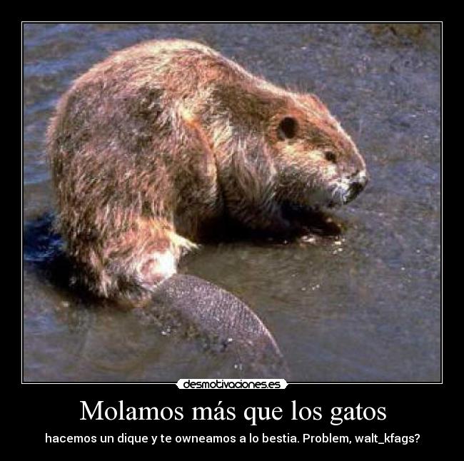 Molamos más que los gatos -